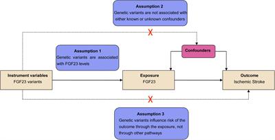 Association of Fibroblast Growth Factor 23 With Ischemic Stroke and Its Subtypes: A Mendelian Randomization Study